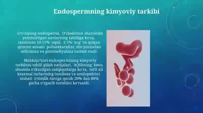 Endosperimning hosil bo’lishi va rivojlanishi 4