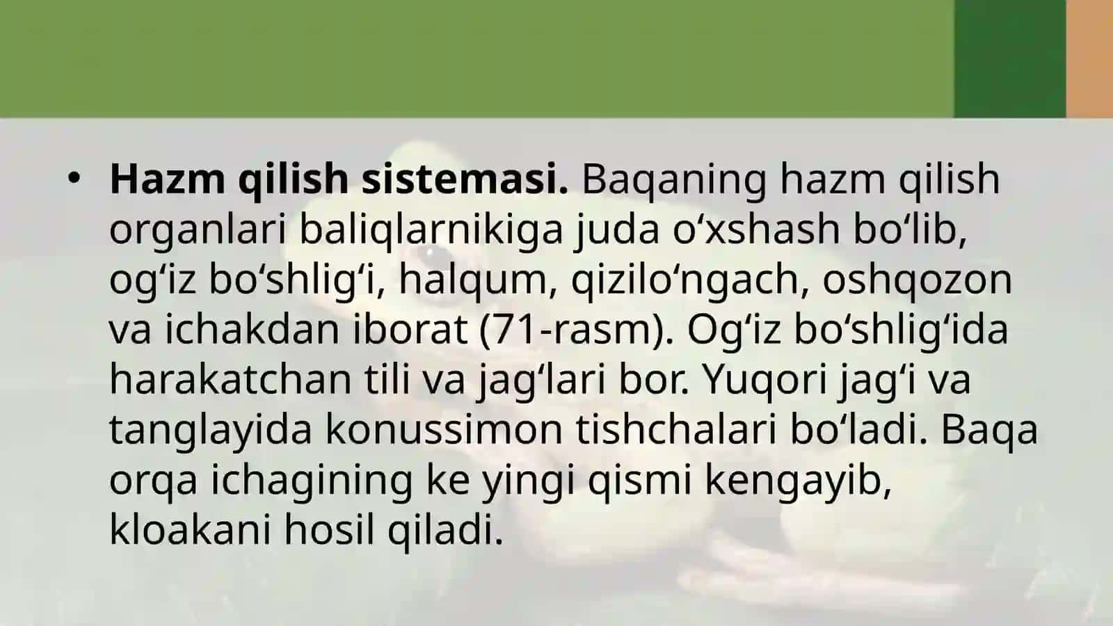 7-sinf Zoologiya 'Ko'l baqasining ichki tuzilishi' ko'rgazma 4