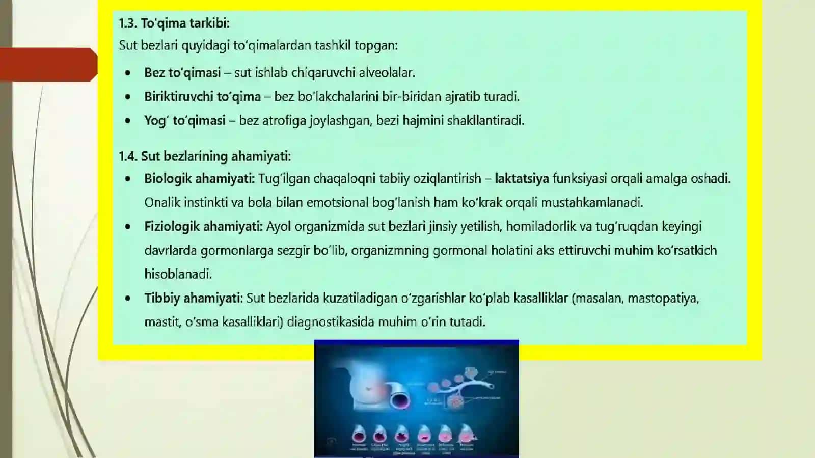 Tibbiy biologiya va umumiy genetika fanidan Sutbezlarining yoshga qaraboʻzgarishi 4