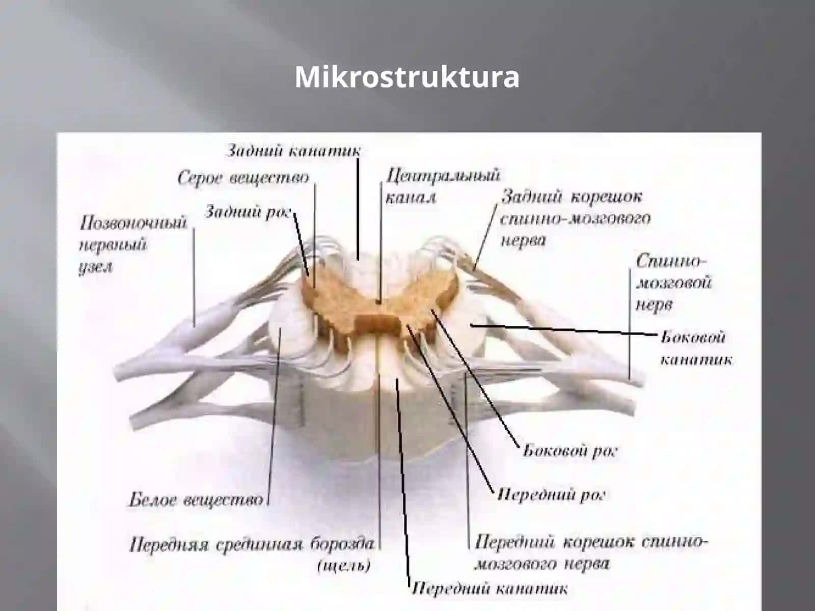 Orqa miya tuzilishi va fiziologiyasi 4