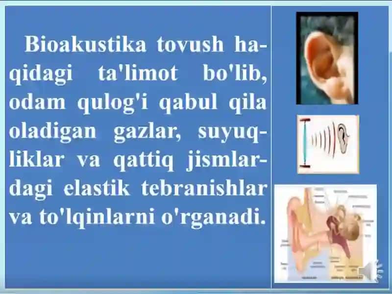 Bioakustika 4