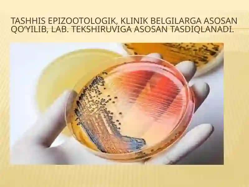 O‘ta xavfli infeksiyalar: kuydirgi, brutselliyoz qo'zg'atuvchilarning tasnifi va labarator tashxisi 4