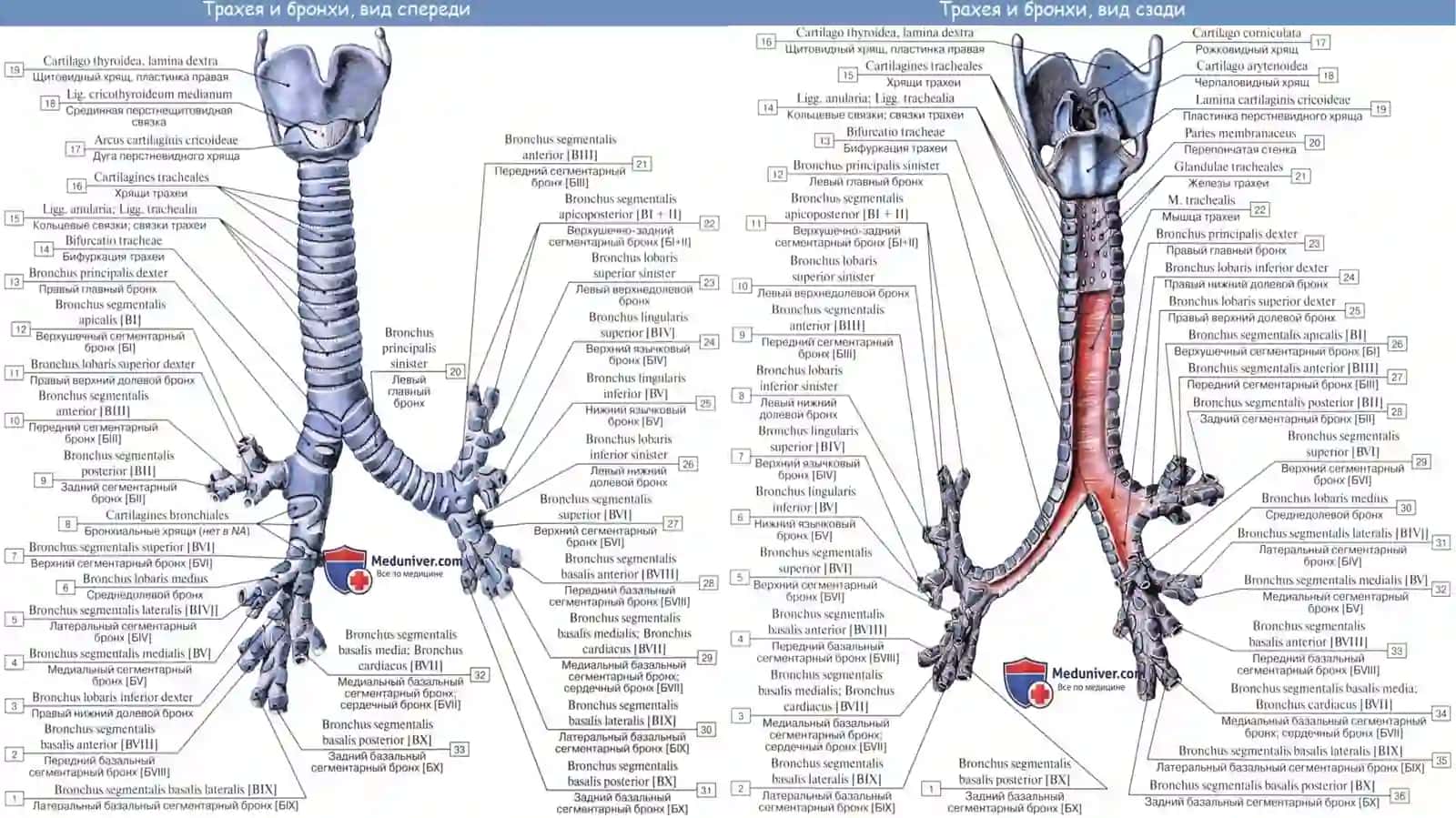TRAXEYA, BRONXLAR, O’PKA, PLEVRA VA MEDIASTINUM 4