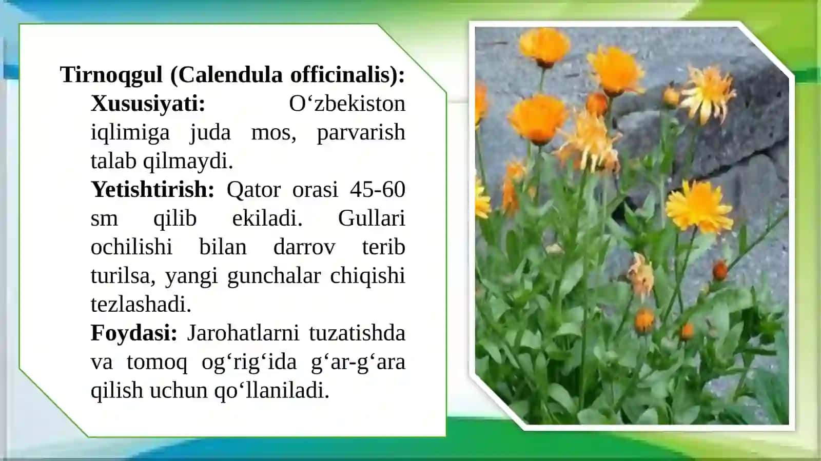 Sugʻorilmaydigan, sugʻoriladigan yerlarda dorivor oʻsimliklarni yetishtirish texnologiyasi. 4