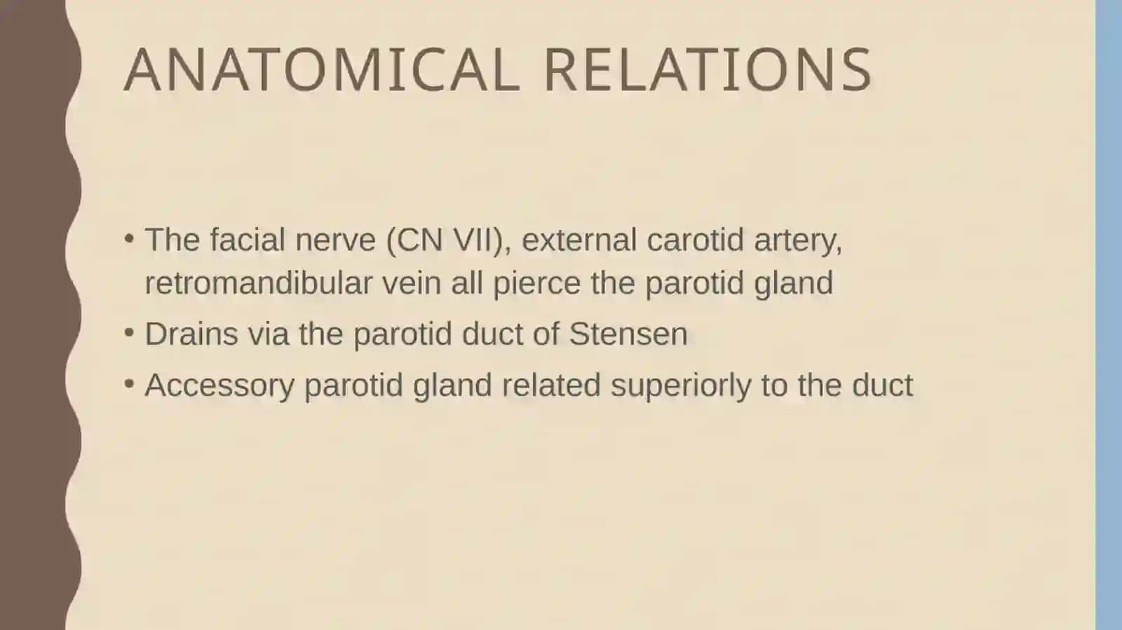 Parotid gland anatomy 4