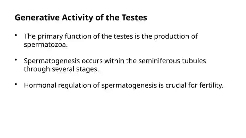 Morphofunctional Description. Testes: Generative And Endocrine Activity Intratesticular Ducts 4