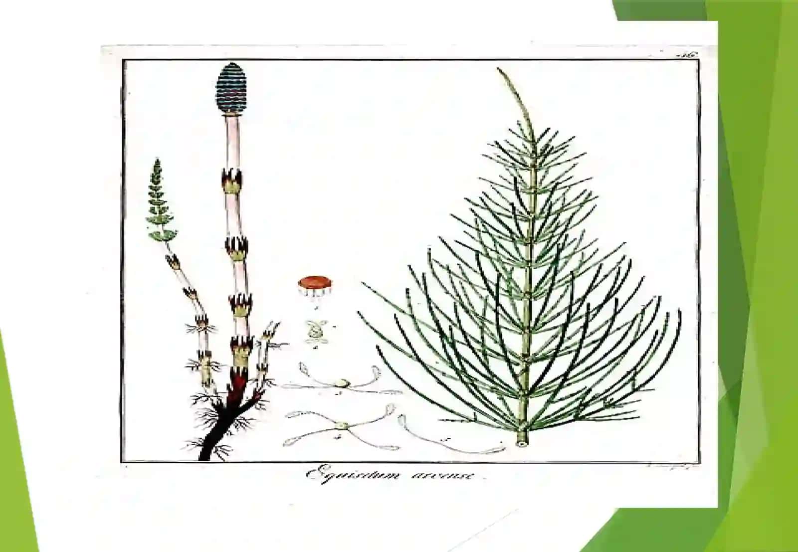 GINEASIMONLAR 4