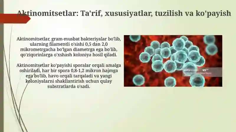 Bakteriyalarning morfologiyasi rikketsiyalar, aktinomitsetlar, xlamidiyalar, mikoplazmalar 4