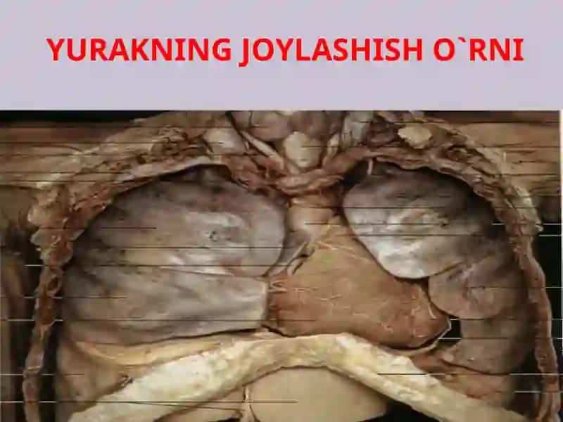 Yurak va qon tomirlarning tuzilishi 4