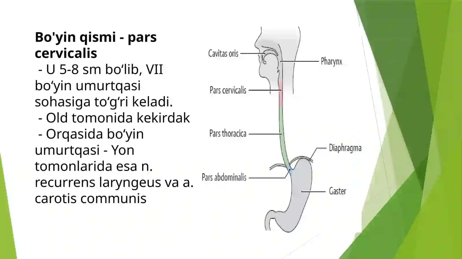 Golotopiya 4