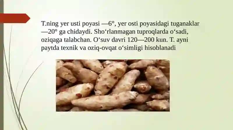 Topinombur marfalogiyasi, biologiyasi va yetishtirish texnologiyasi 4