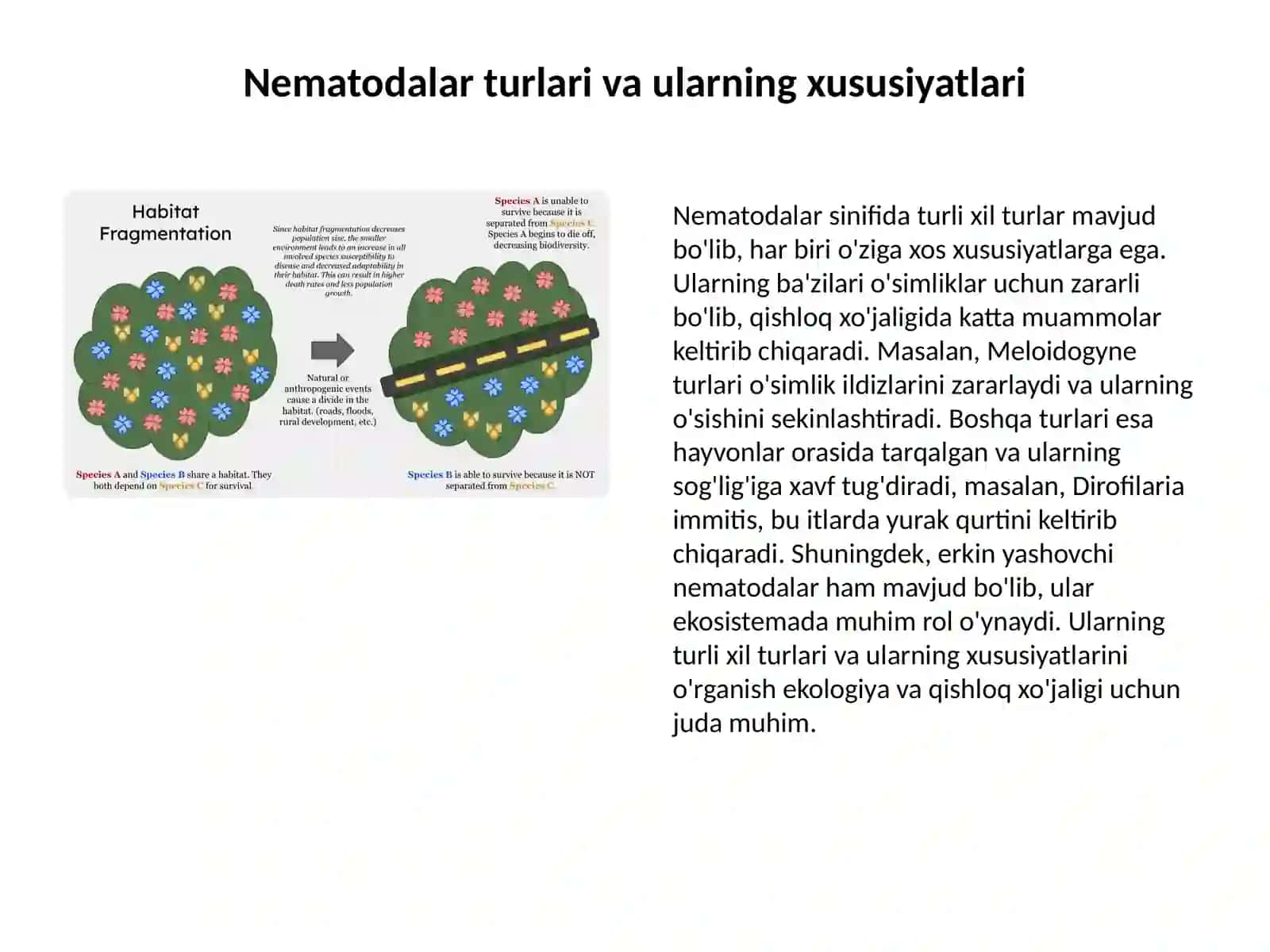 Nematodalar sinifi: Umumiy ma'lumotlar 4