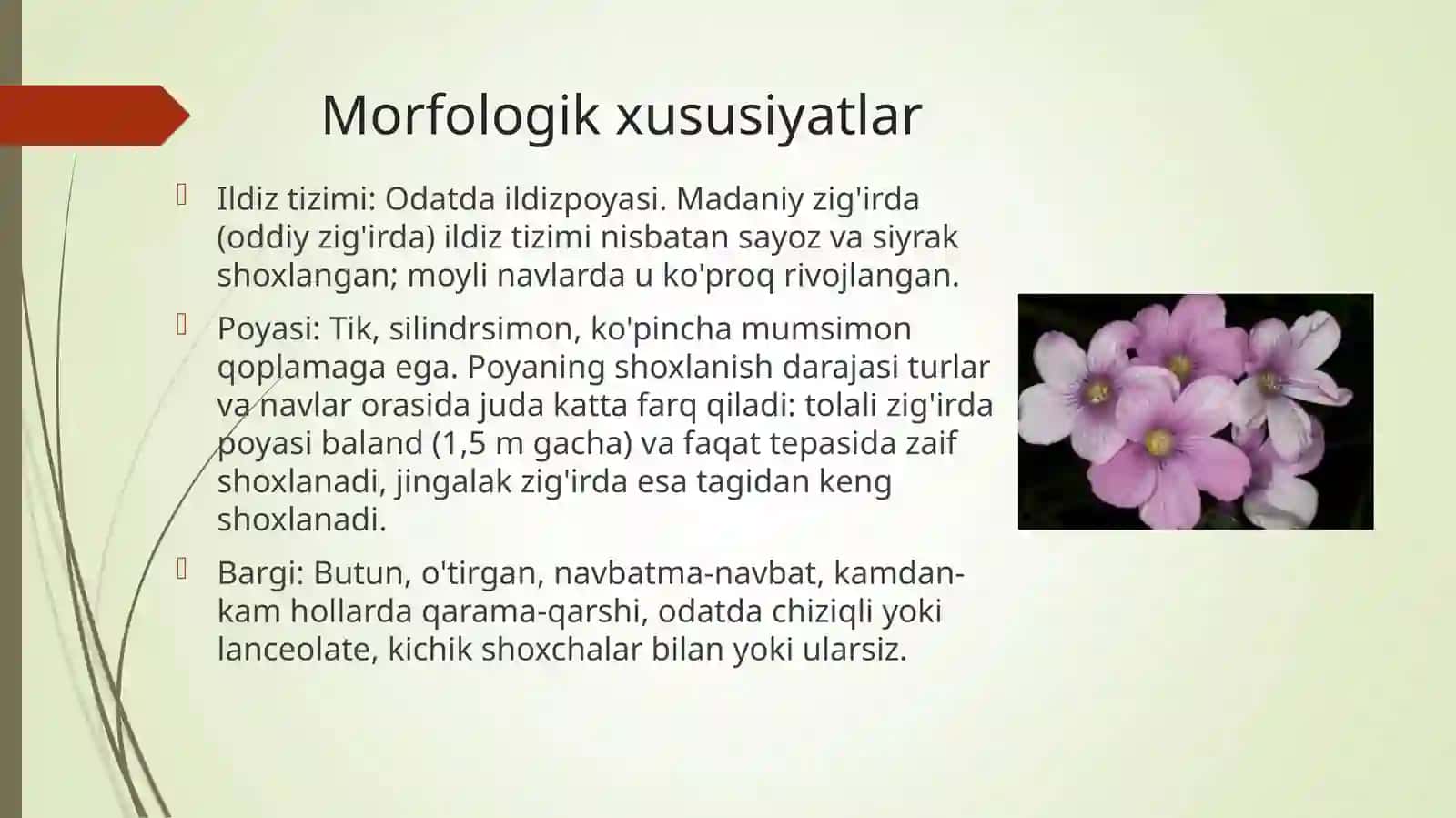 Zig’irdoshlar Linaceae oilasidagi turlar biologiyasi, ekalogiyasi, areali xalq xo’jaligidagi ahamiyati 4