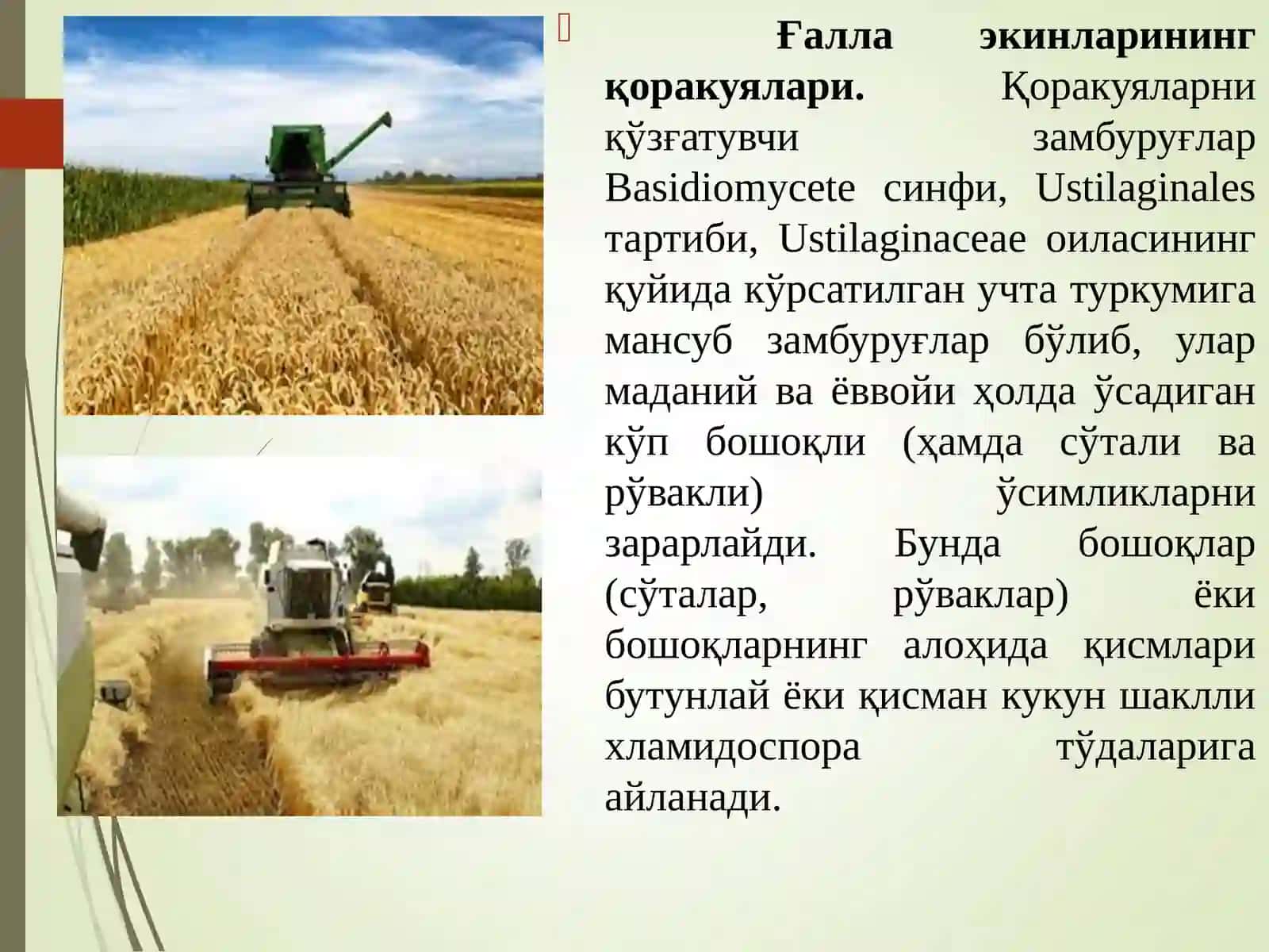 Омборларда дон дуккакли экинларни маҳсулотларини сақлаш давридаги касалликлар биологияси ва қарши кураш чоралари 4