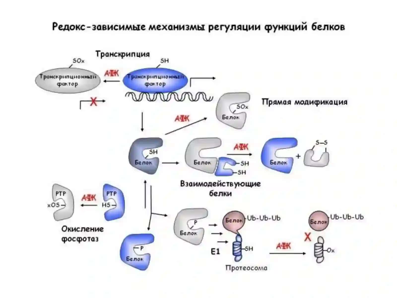 Заҳарли моддаларни жигарда зарарсизлантирилиши 4