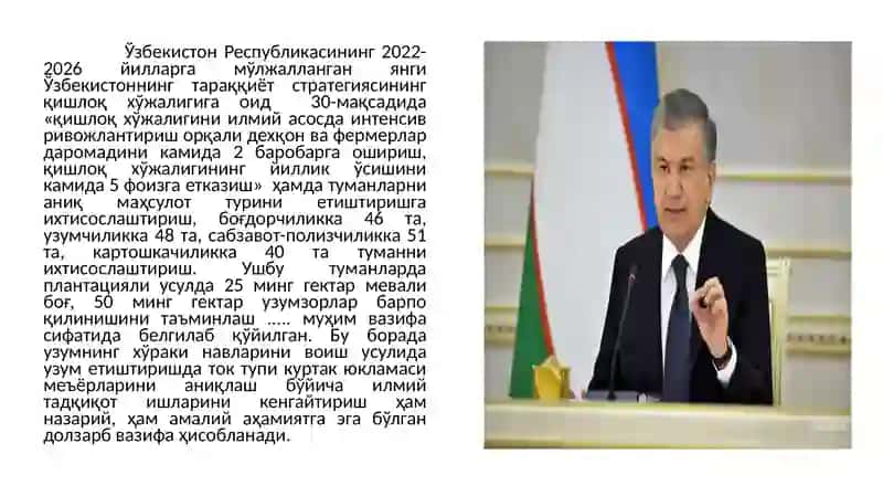UZUM G‘UJUMI YIRIK KISHMISHBOP NAVLARNI QURITISH TEXNOLOGIYASI VA USULLARI 4