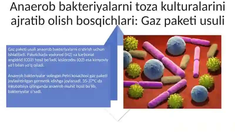 Aerob va anaerob bakteriyalarni sof xosilasini ajratish bosqichlari 4