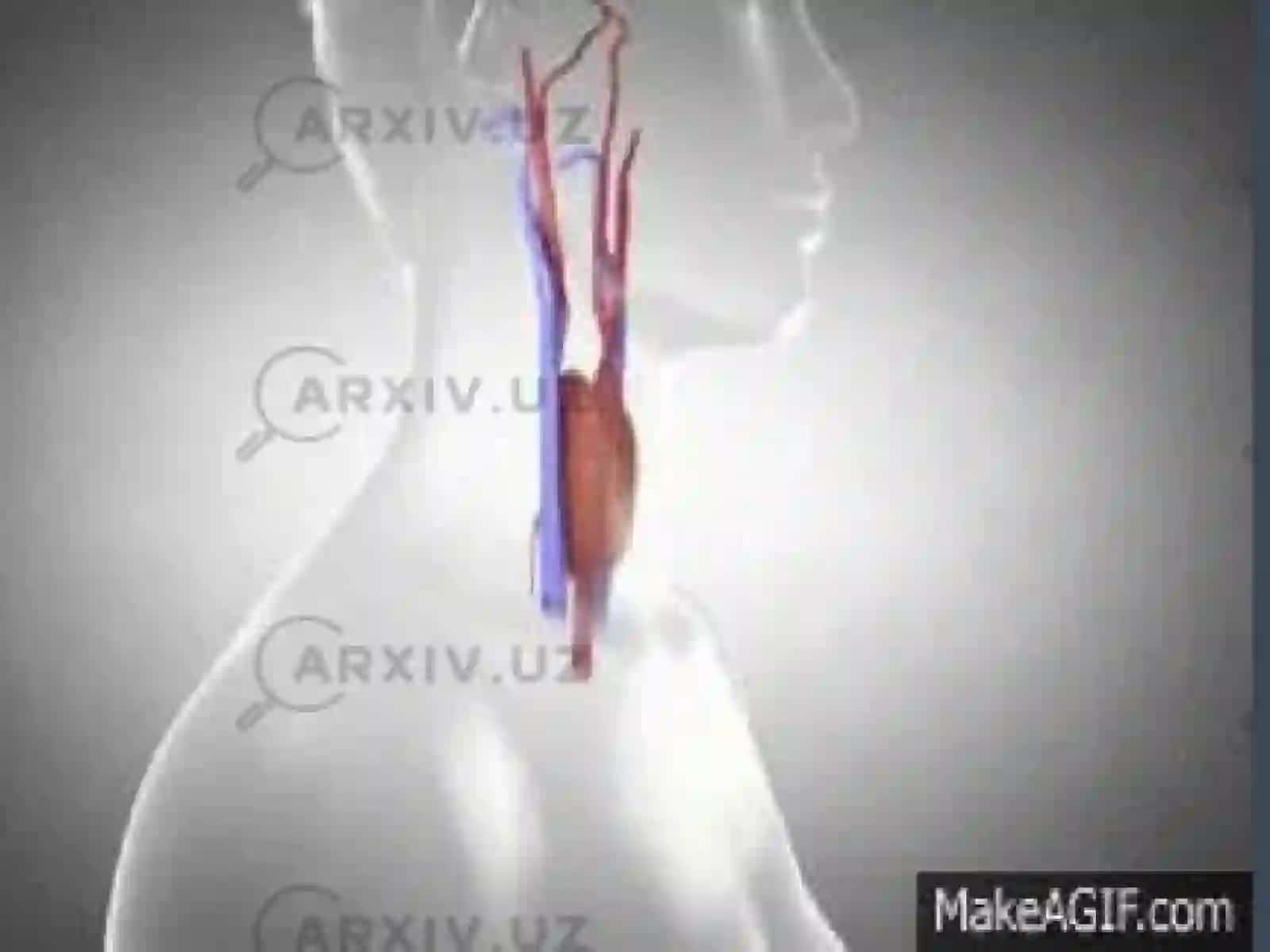 Qalqonsimon va qalqon oldibezifizologiyasi 4
