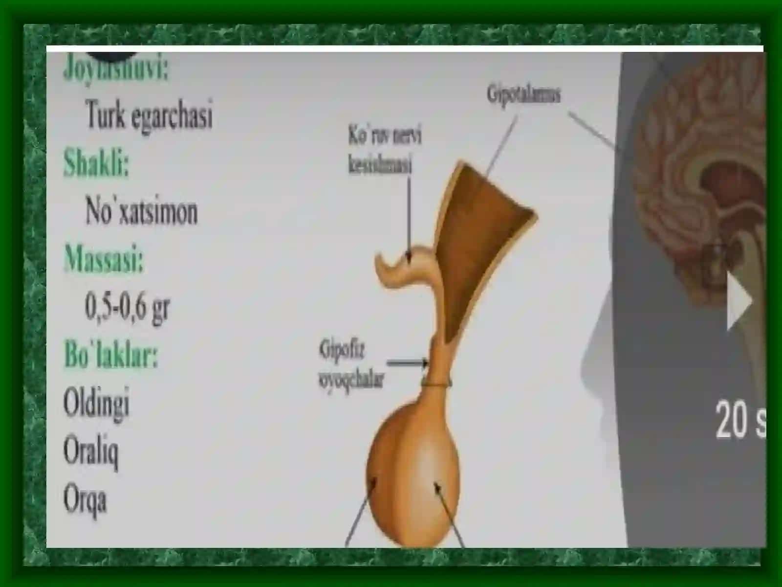 Ichki sekretsiya bezlarining ahamiyati 4