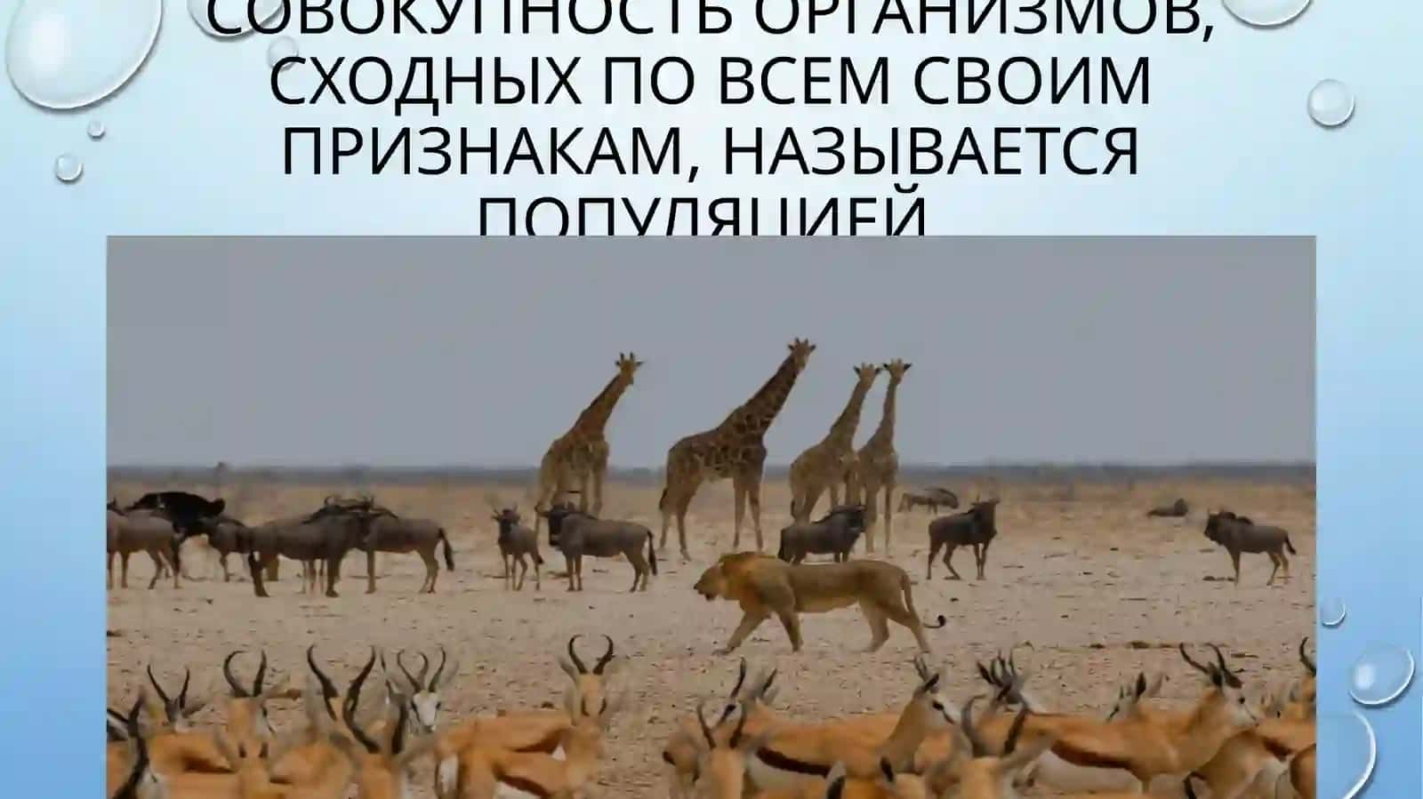 экосистема 4