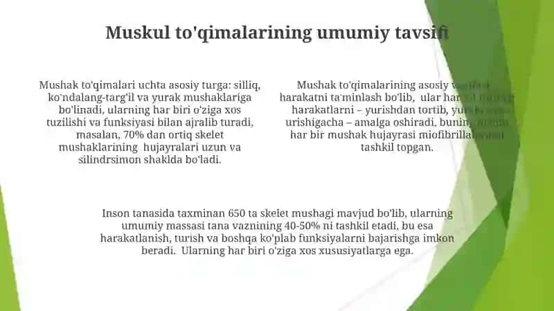 Silliq Mushak Toʻqimasining Tavsifi 4