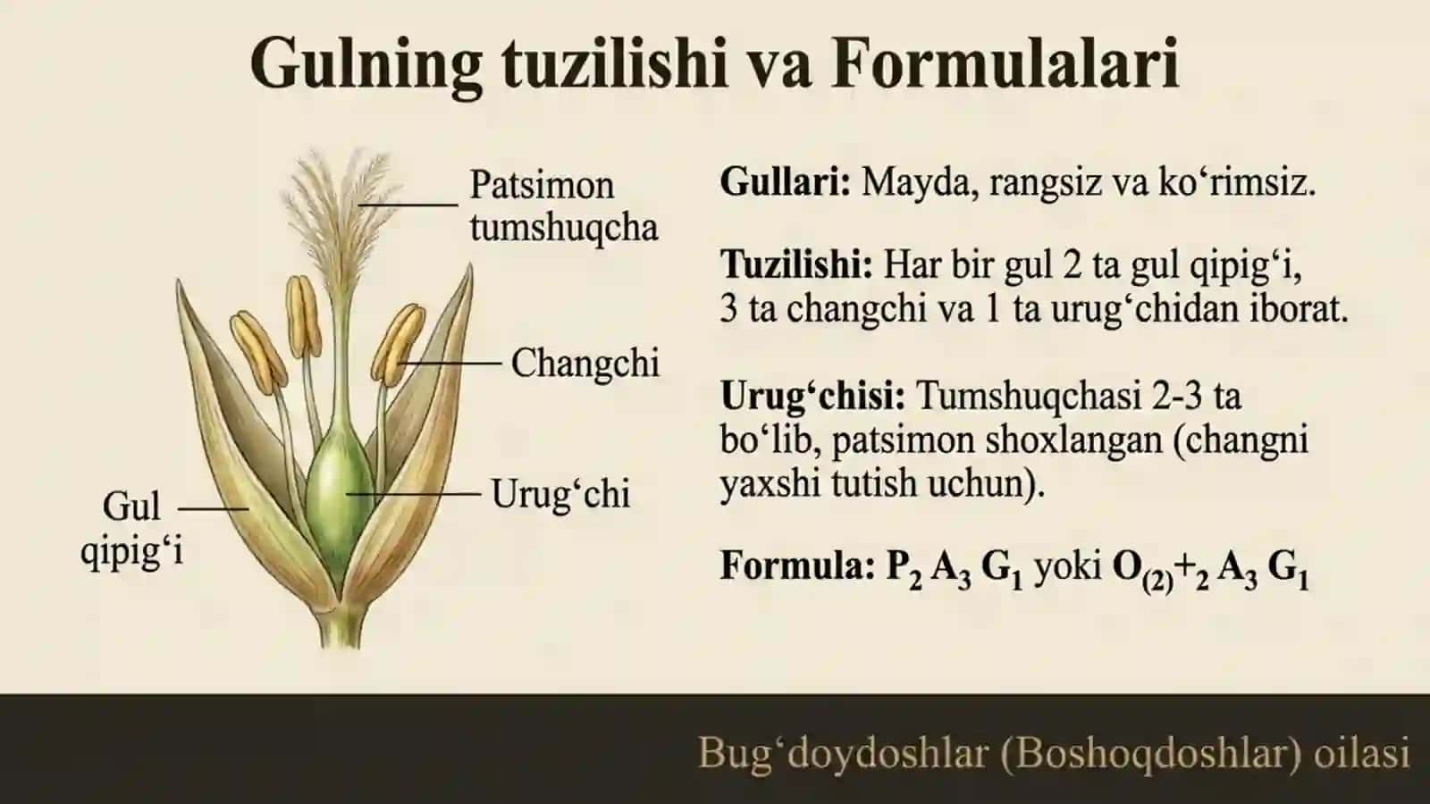 Bug'doydoshlar (Boshoqdoshar) oilasi 4