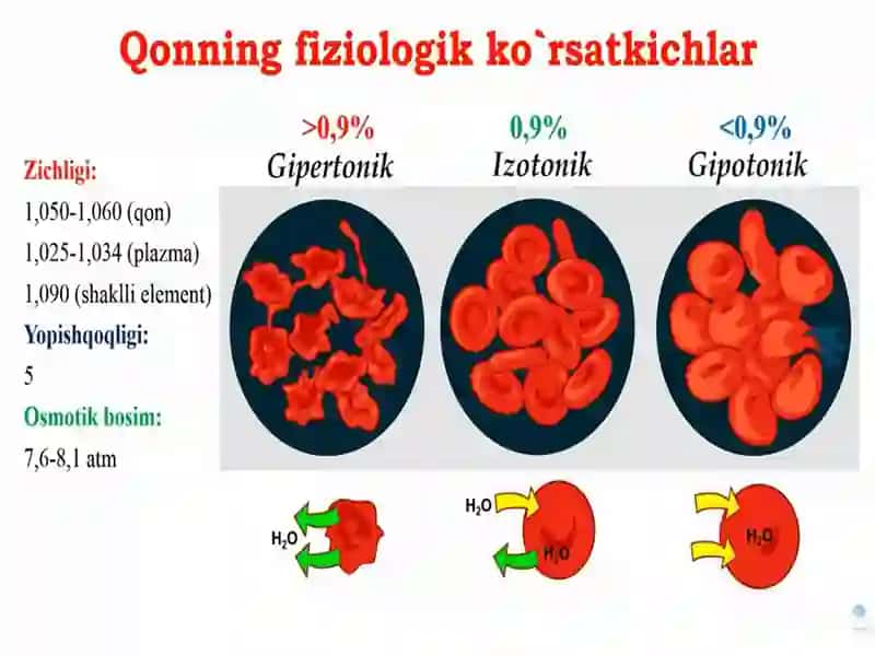 Qon vaqon hosil qiluvchi organlar va yurak qon-tomir tizimining fiziologiyasi va yoshg'a bog'lik xususiyatlari 4