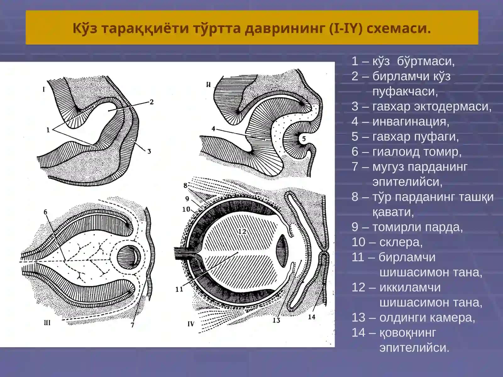 Кўз олмаси ва кўз тараққиёти 4