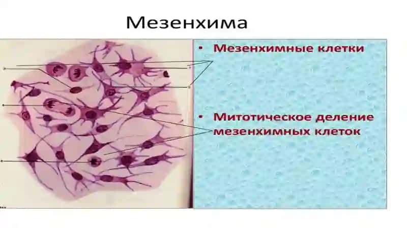MEZENXIMA  TUZILISHI  VA  UNING VAZIFASI 4