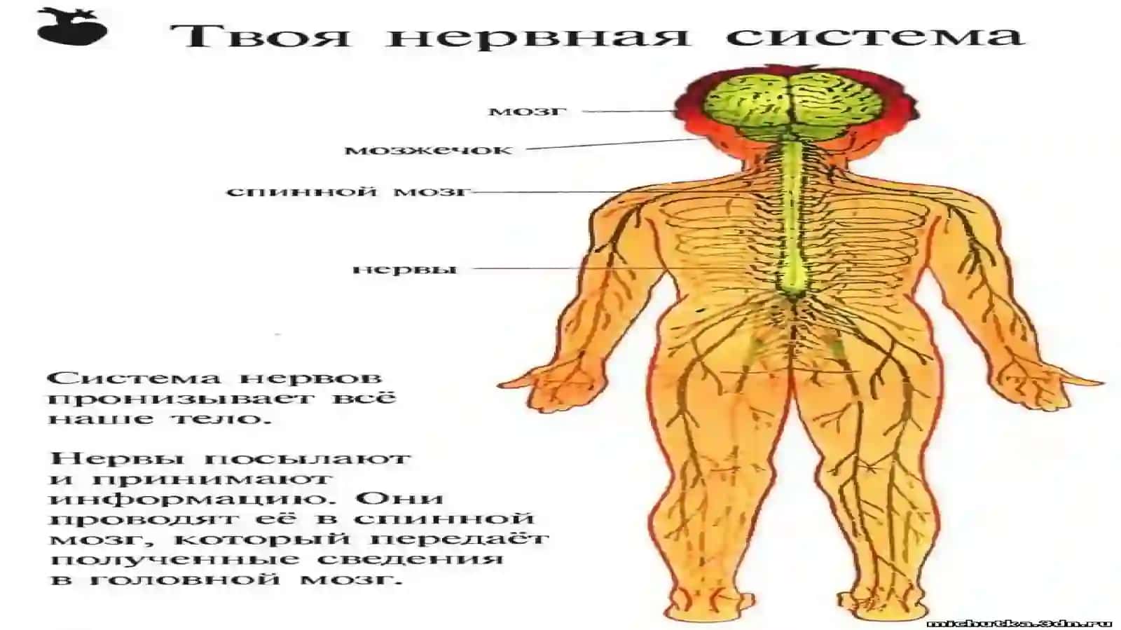 Особенности нервный деятельности детей 4