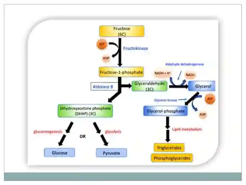 Fruktoza va galaktoza metabolizmi, uglevod metabolizmining gormonal nazorati, pentoz fosfat yo’lining aksiomi, glyukoproteinlar va proteoglikanlar. 4