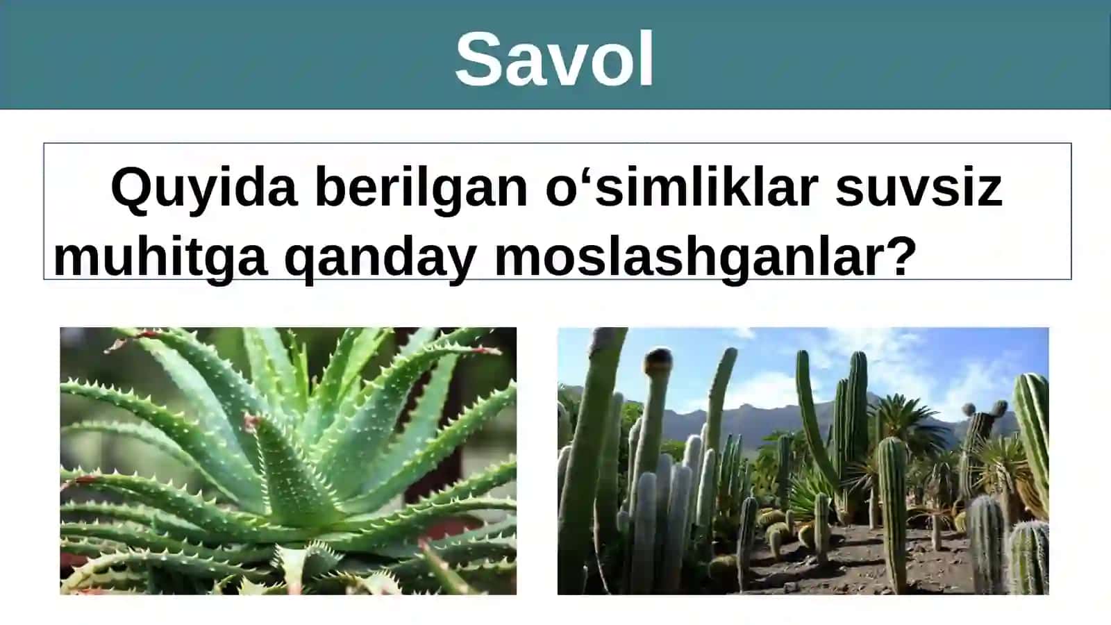 Quruqlik-havo yashash muhiti sifatida 4