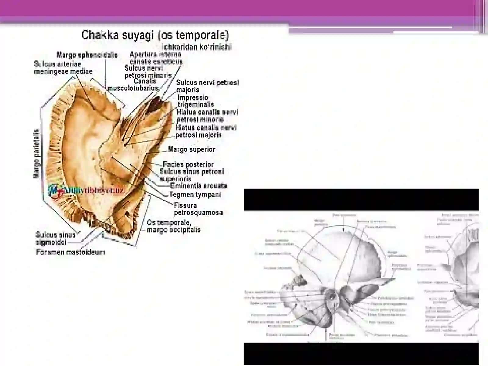 Chakka, Chakkaosti va qanot-tanglaychuqurchalarining anatomik xususiyatlari 4