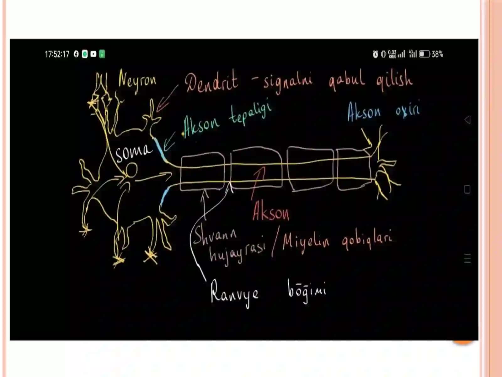 Neyron. Uning tuzilishi, funksiyasi 4