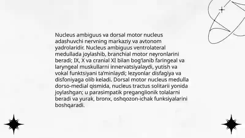 Adashgan nervlar anatomiyasi 4
