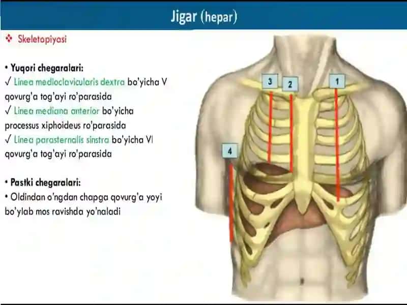 Jigar,meda osti bezi anatomiyasi 4