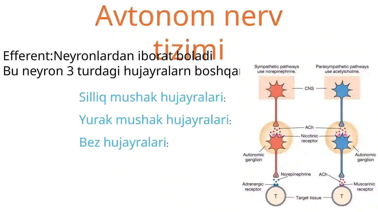 Avtonom asab tizimi, simpatik, parasimpatik va metasimpatik asab tizimi. 4