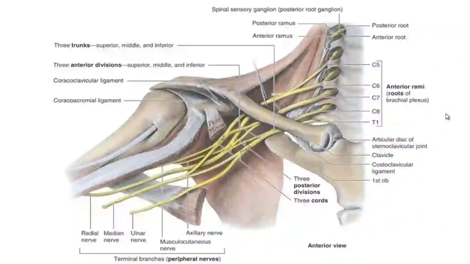 Yelkachigali PLEXUS BRACHIALIS 4