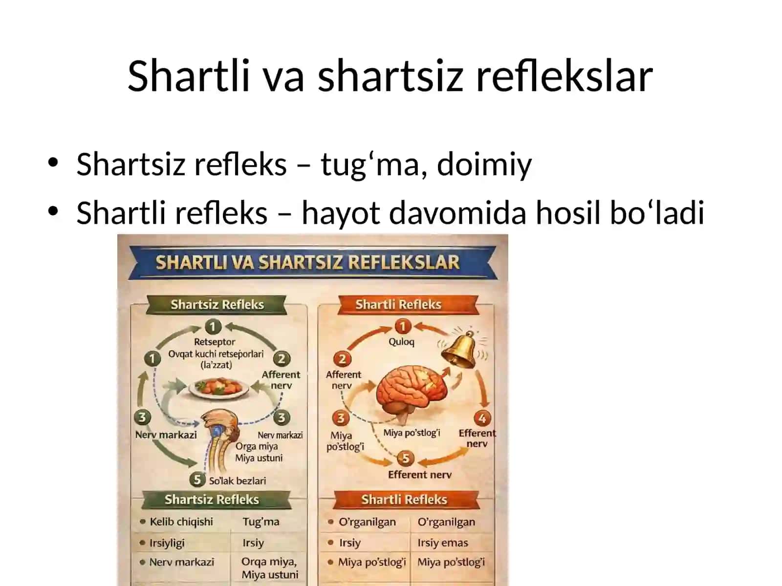 Oliy nerv faoliyati fiziologiyasi 4