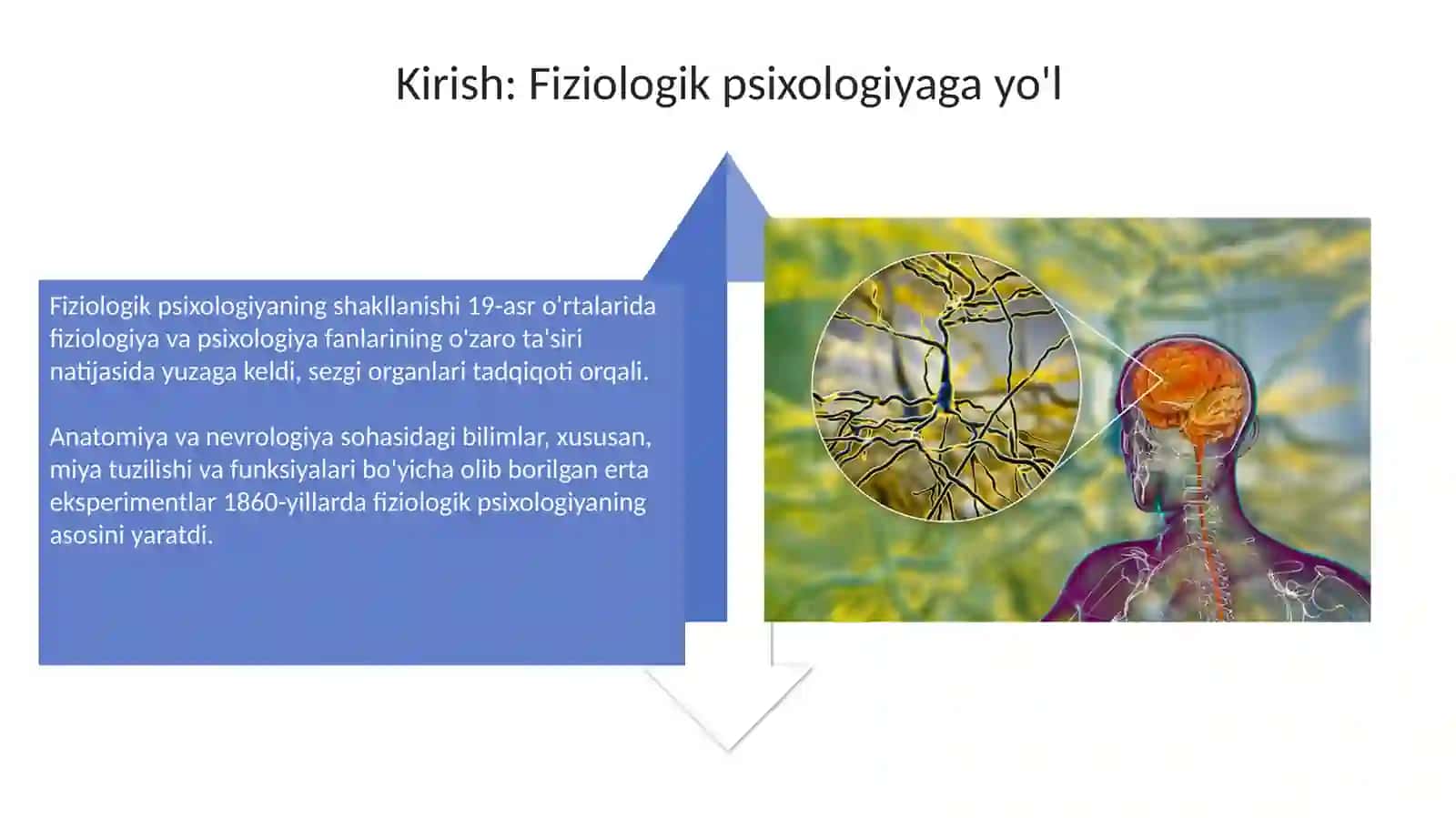 Fiziologik psixologiyaning paydo bo'lish shart sharoitlari 4