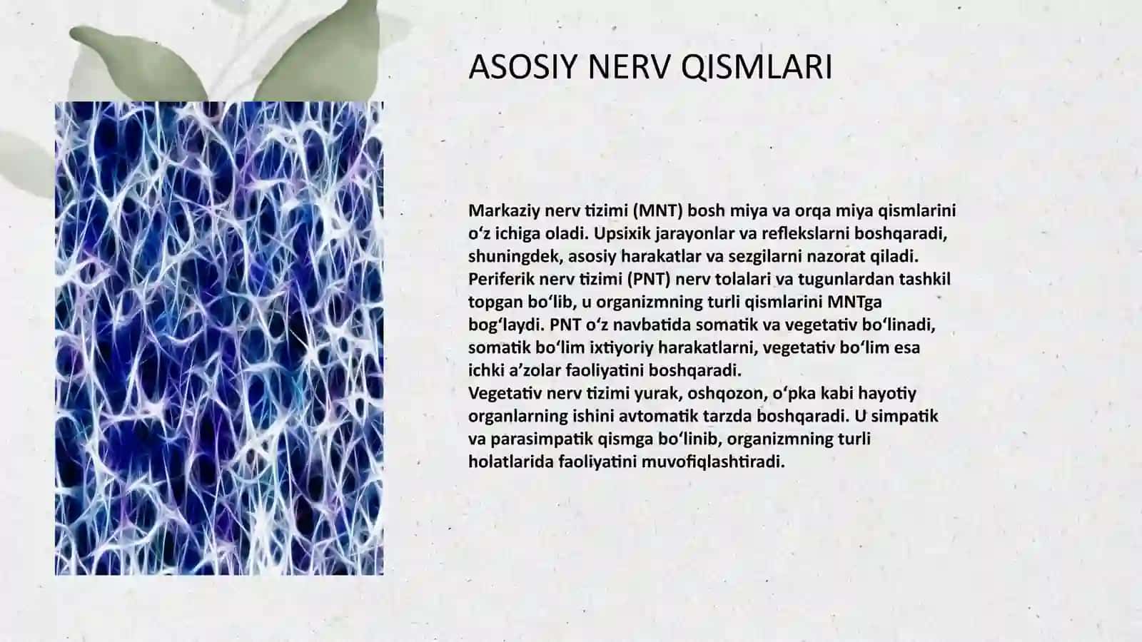 PSIXIKANING NERV FIZIOLOGIK ASOSLARI 4