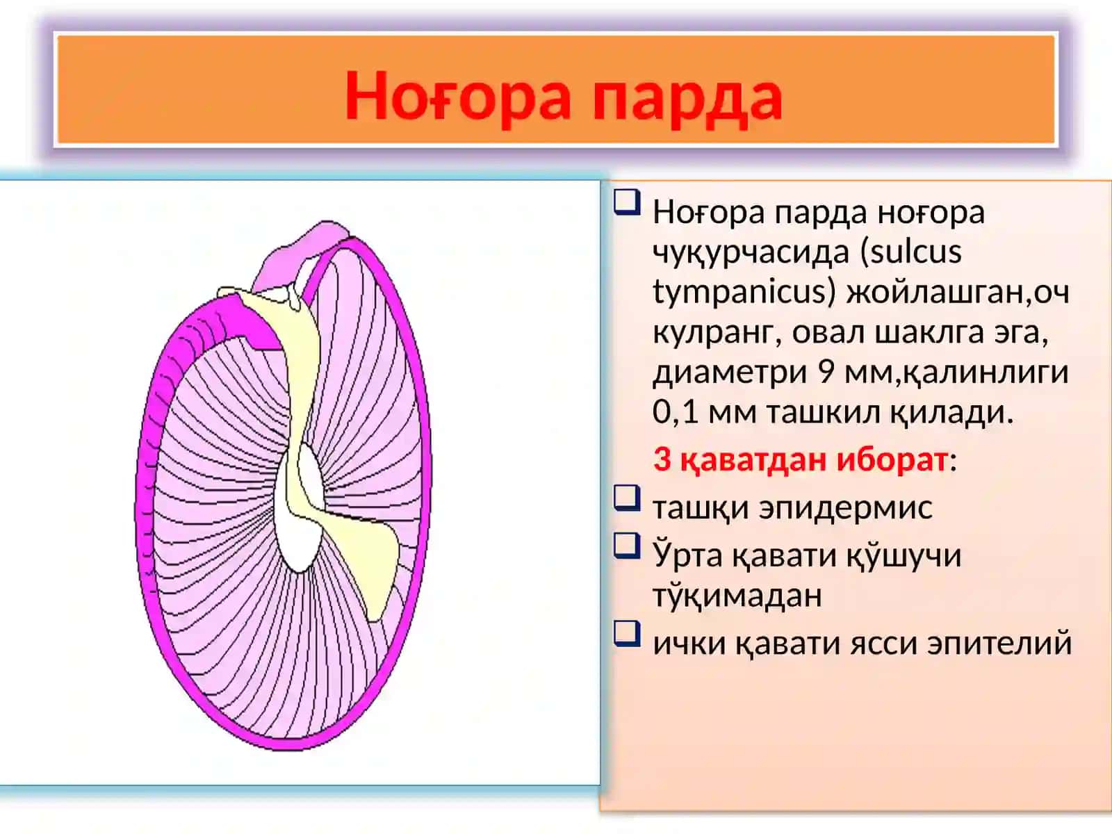 ҚУЛОҚНИКЛИНИК АНАТОМИЯСИ.ҚУЛОҚНИУТКИР ВА СУРУНКАЛИ КАСАЛЛИКЛАРИ 4