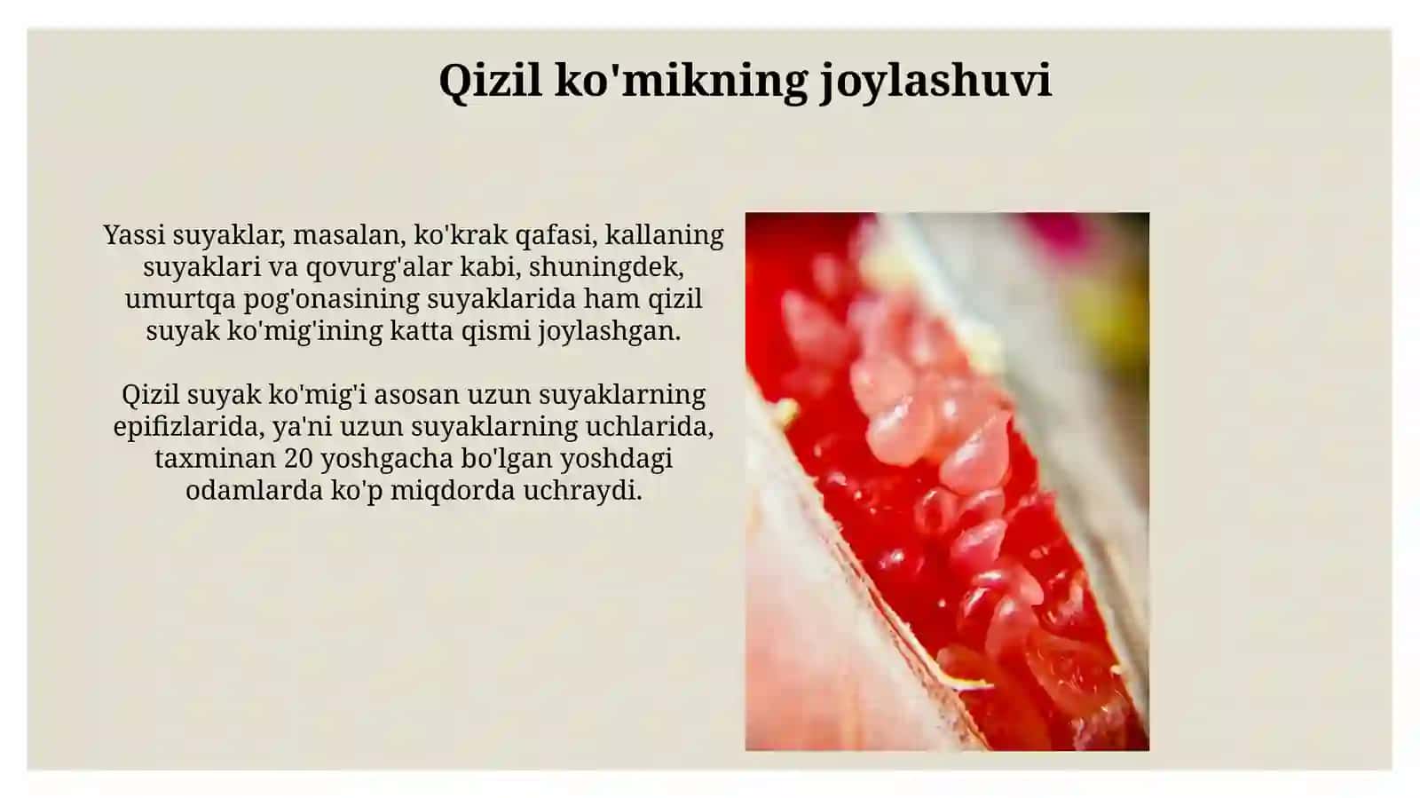 Suyak iligi: taraqqiyoti, tuzilishi, vazifasi. Qizil ilik, sariq ilik 4