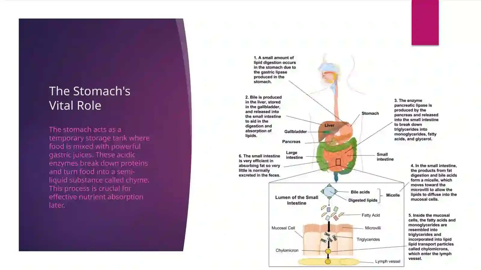 The Human Digestive System 4