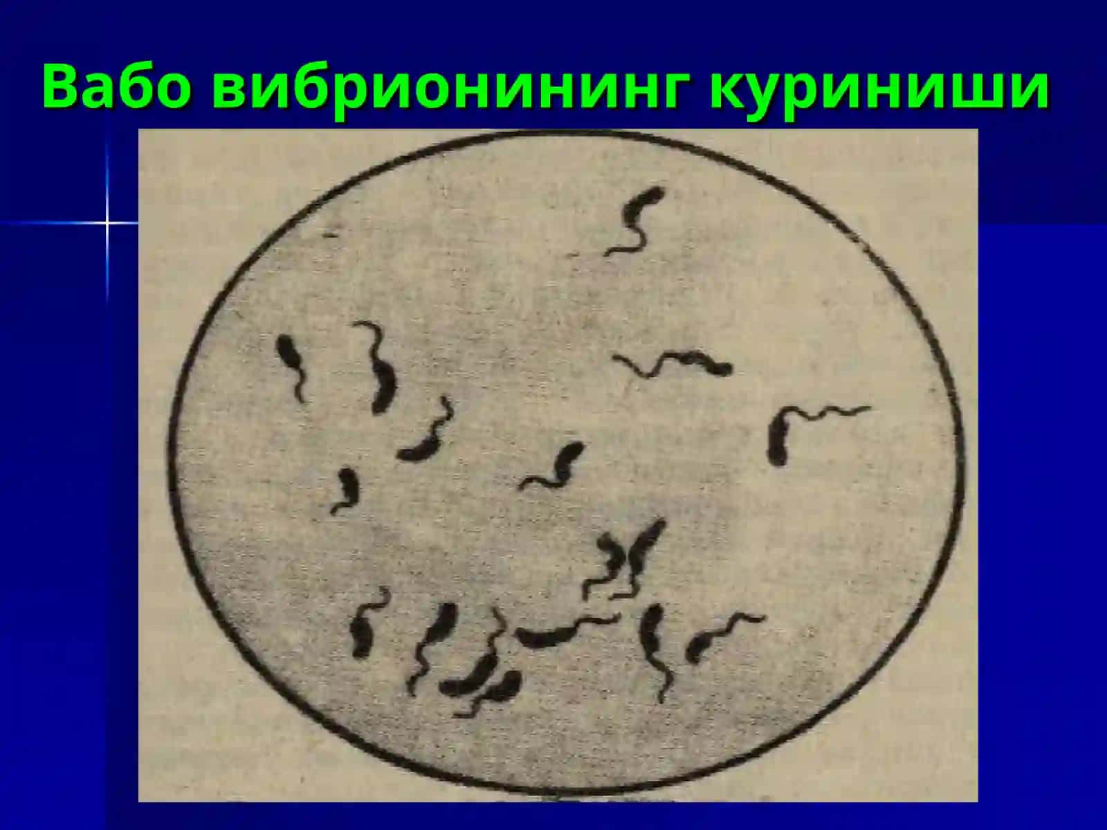 Вабо(cholera) 4