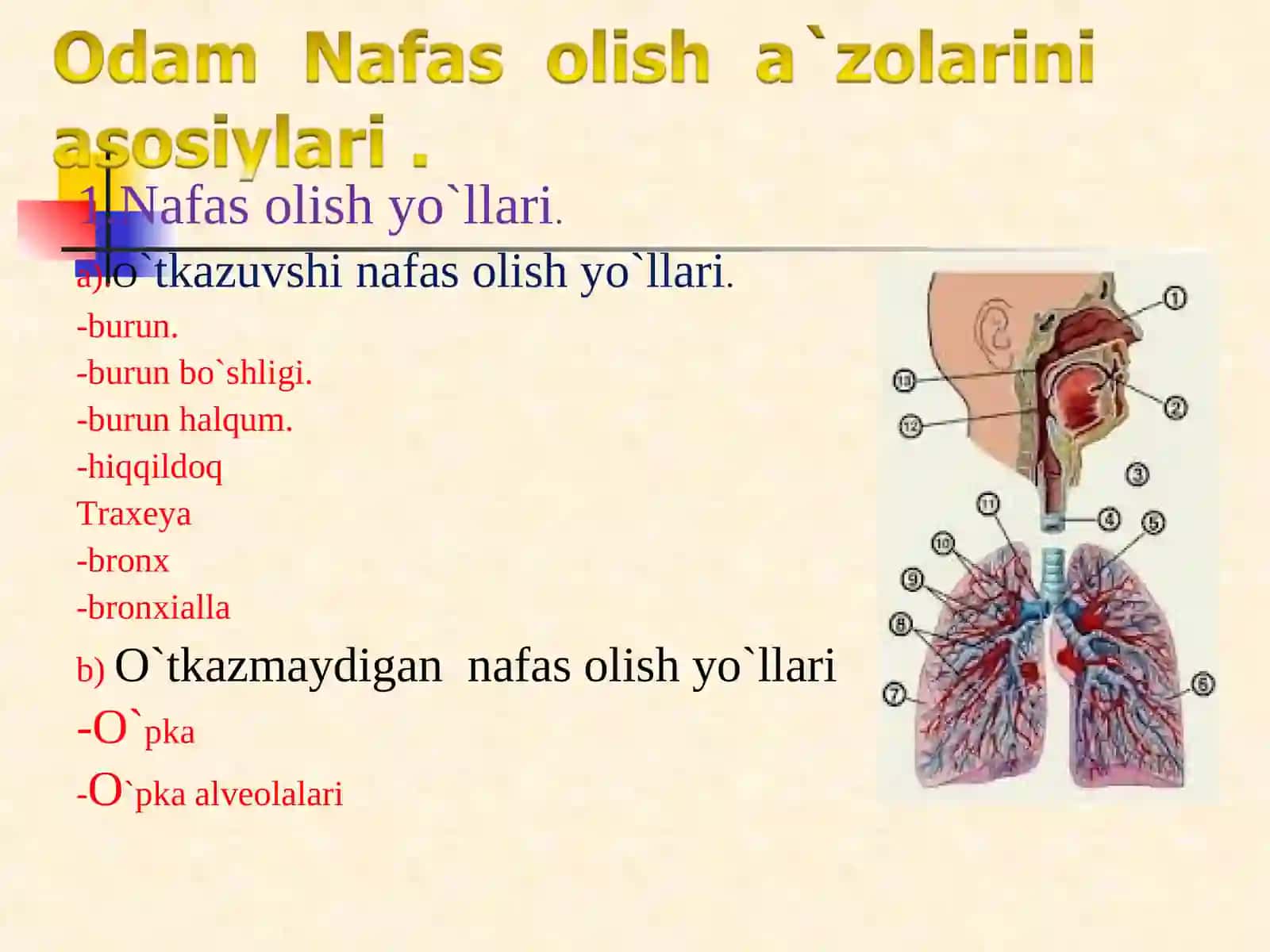 Nafas olish a'zolari tizimining funksional anatomiyasi 4