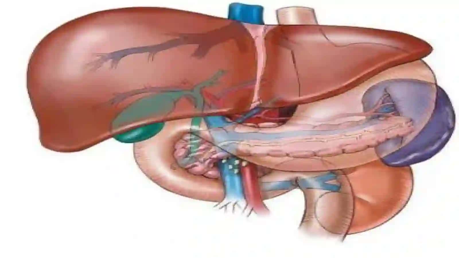 Gepatobiliar tizim patofiziologiyasi 4