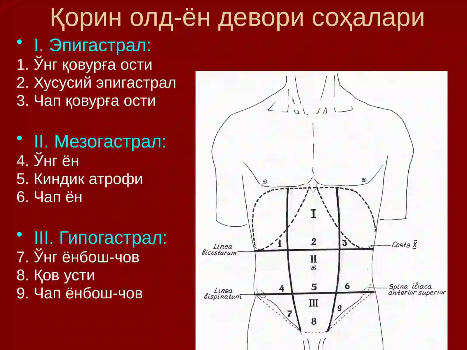 Қорин деворлари клиник анатомияси 4