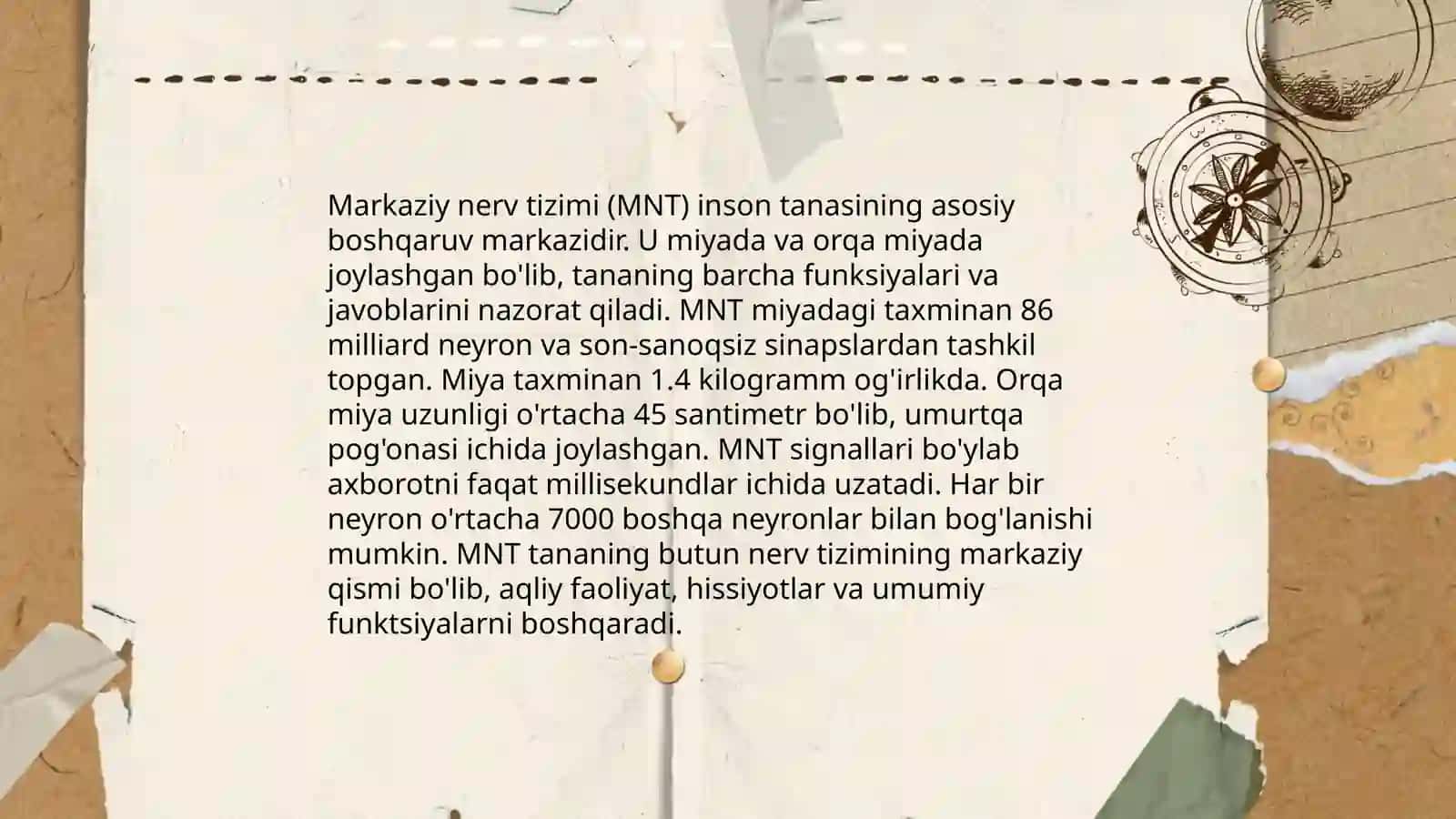 Nerv mushak tizimi haqida malumot Turayev Kamoliddin Fazlitdinovich 4