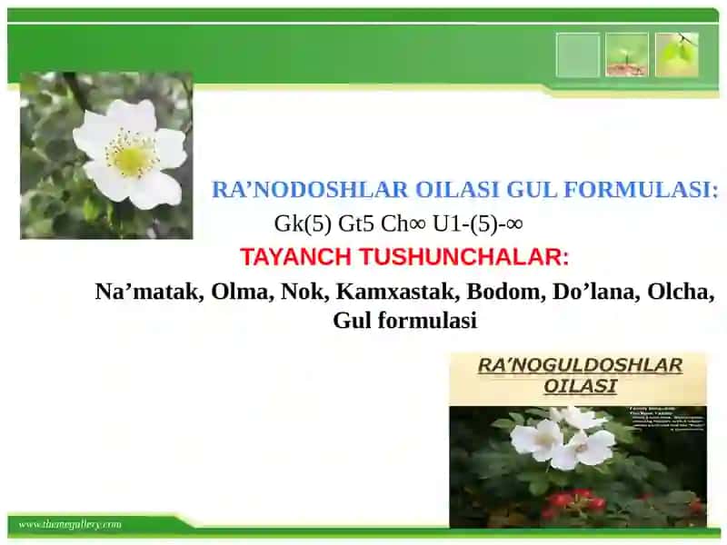 Ra’nodoshlar oilasi mavzusiga 1 soatlik dars ishlanmasi 4